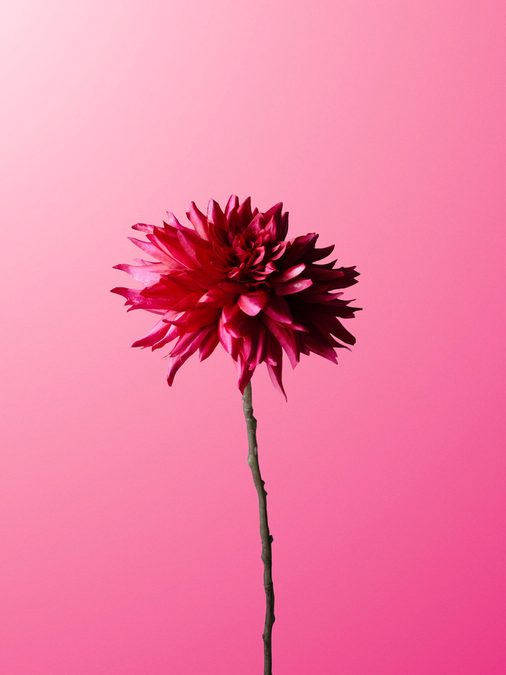 Fuchsia Decorative Dahlia-DET-portrait