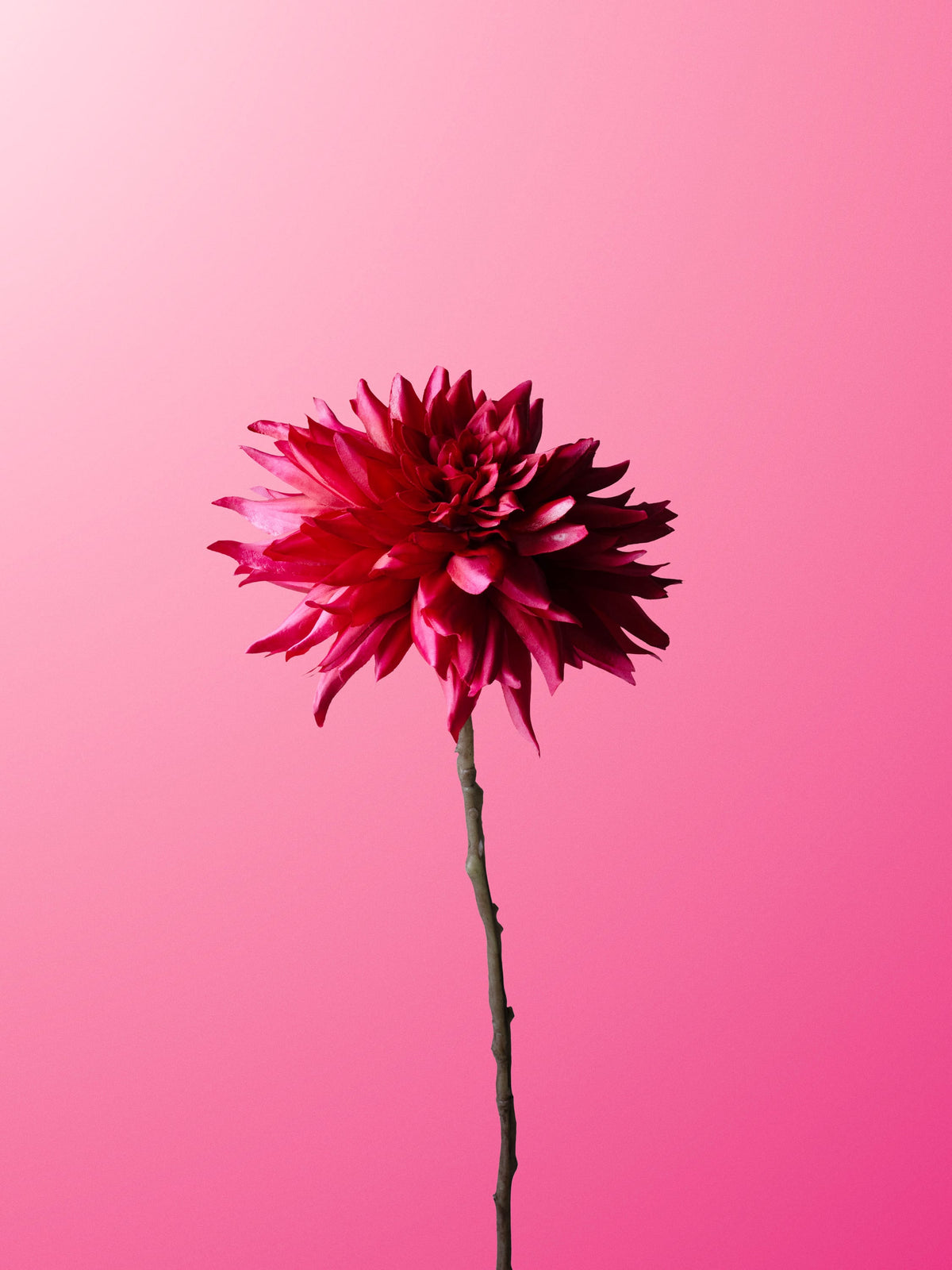 Fuchsia Decorative Dahlia-DET-portrait