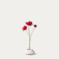 Fuchsia dahlia-FLOW-PDP