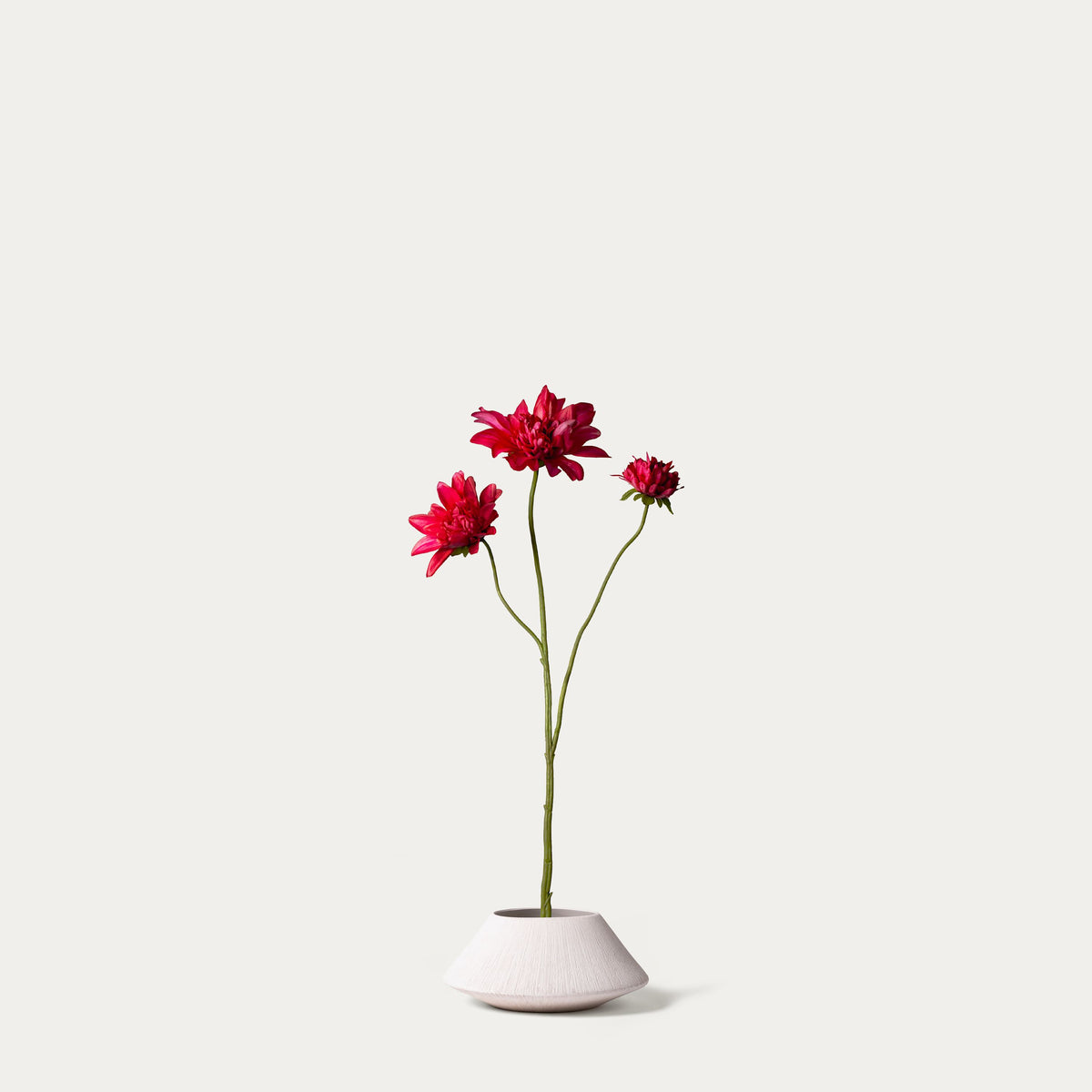 Fuchsia dahlia-FLOW-PDP
