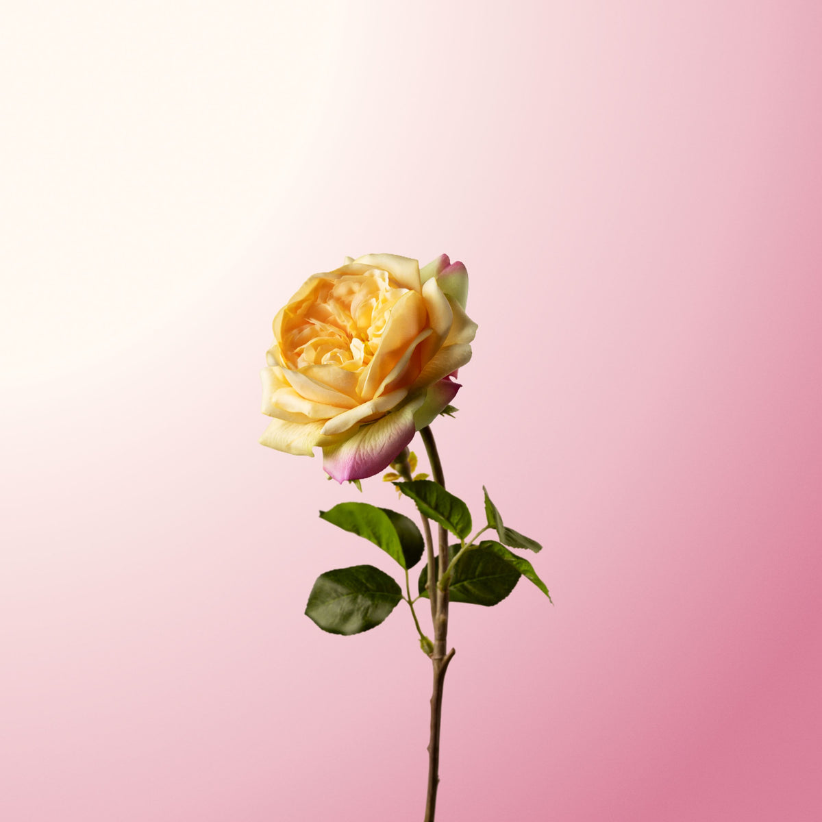 Golden Celebration rose-DET-PDP