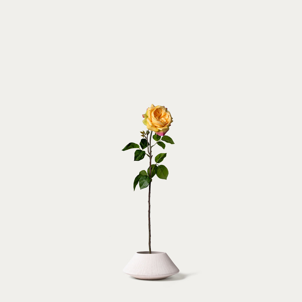 Golden Celebration rose-FLOW-PDP