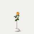 Golden Celebration rose-FLOW-PDP