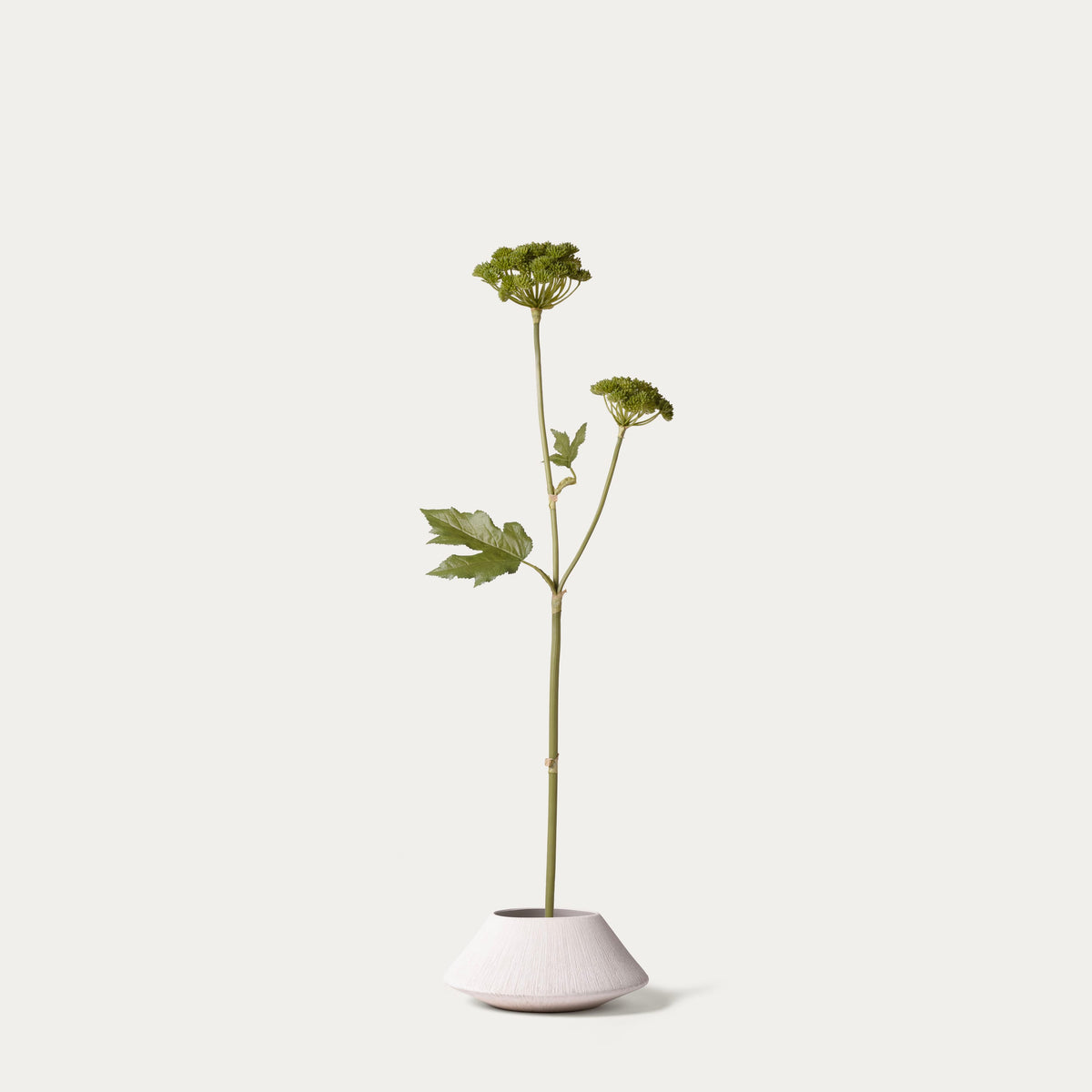 Green angelica-FLOW-PDP