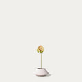Green anthurium-FLOW-PDP