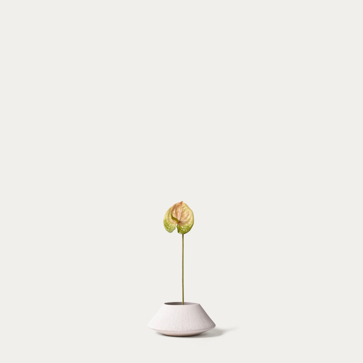 Green anthurium-FLOW-PDP