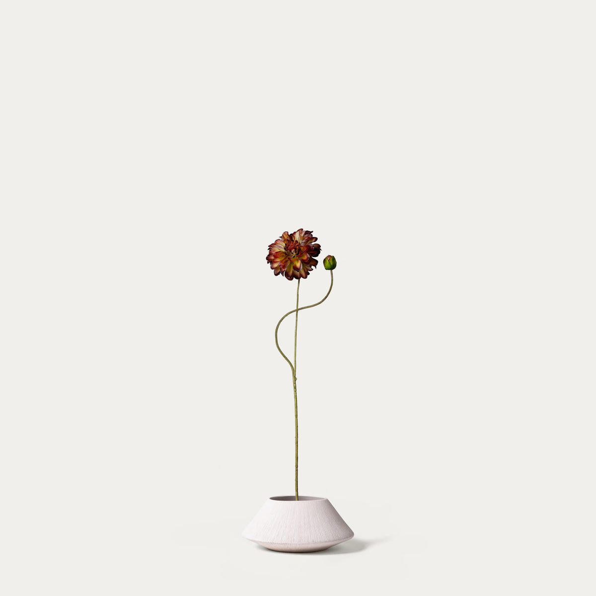 Green burgundy zinnia-FLOW-PDP