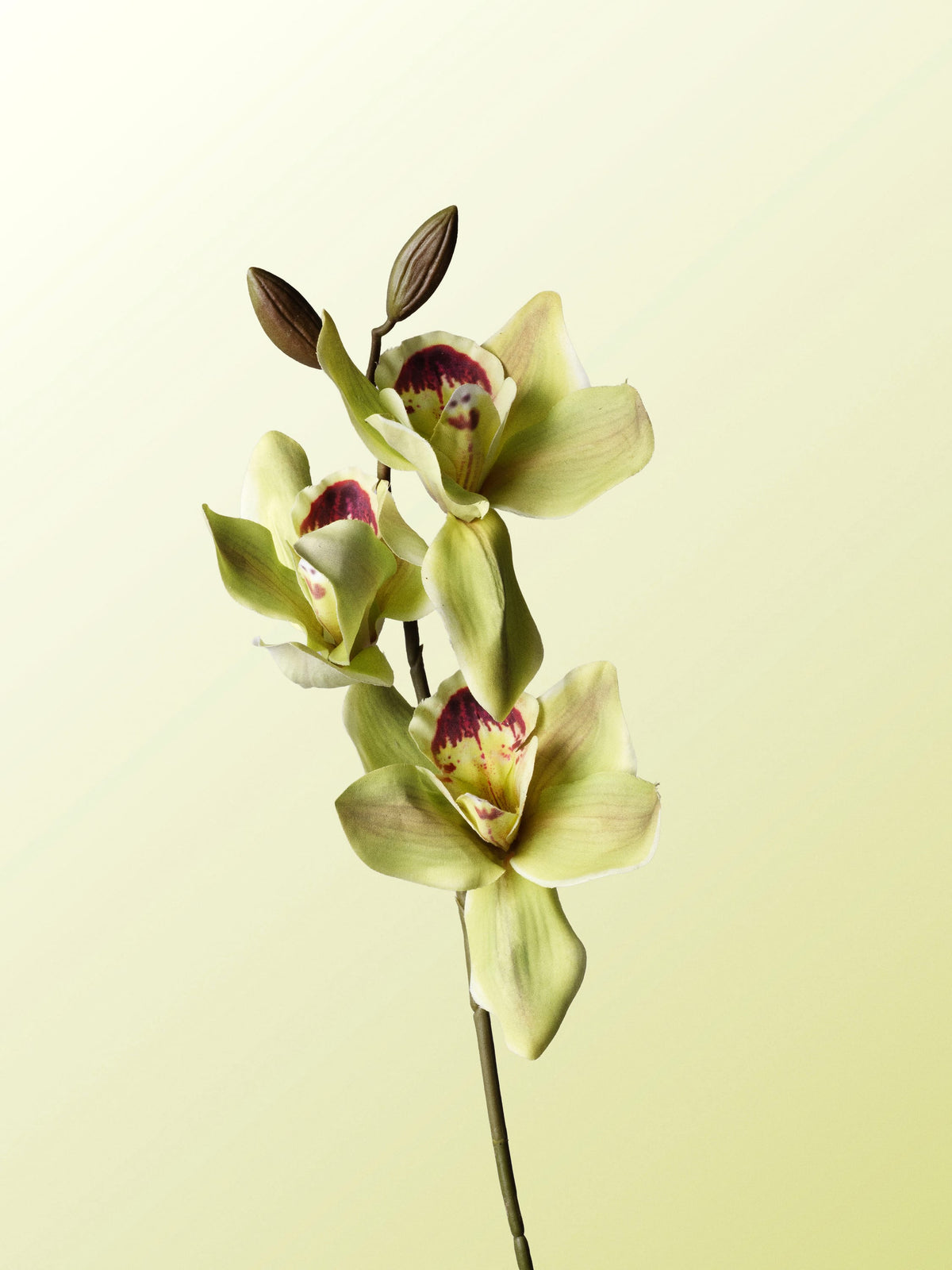 Green cymbidium-DET-portrait