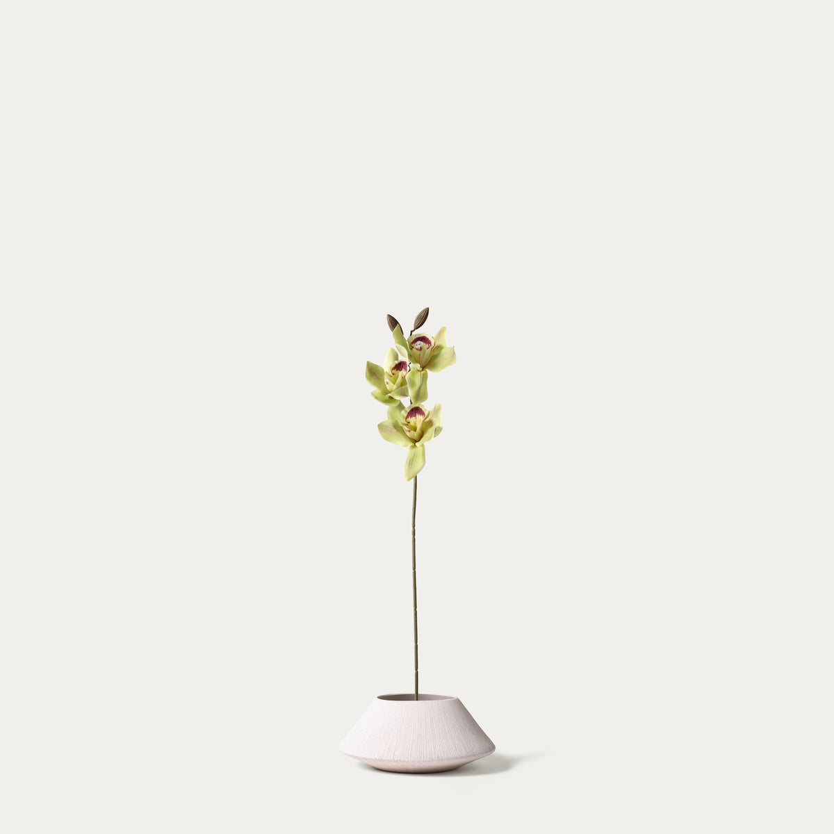 Green cymbidium-FLOW-PDP
