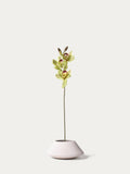 Green Cymbidium