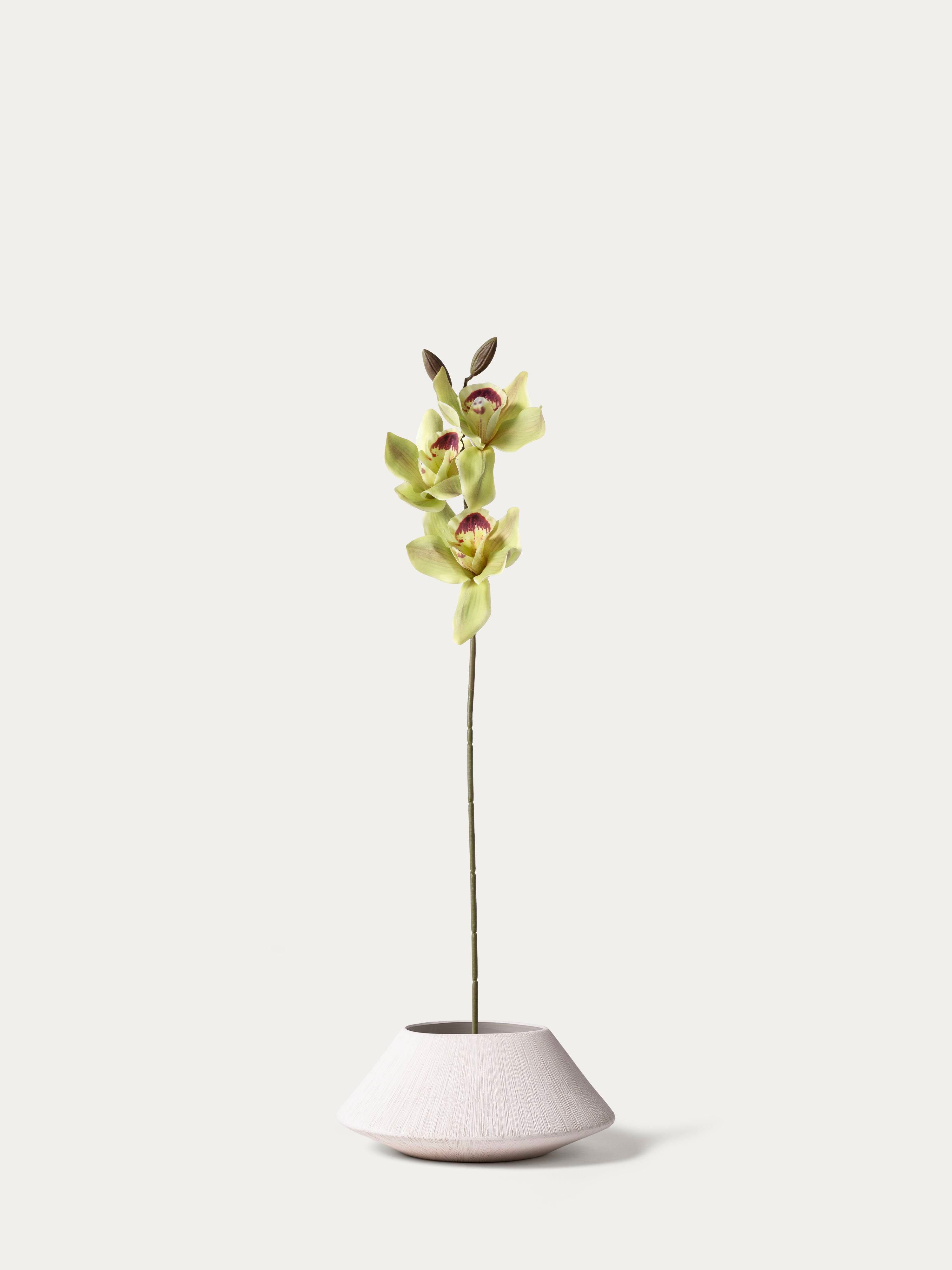 Green Cymbidium