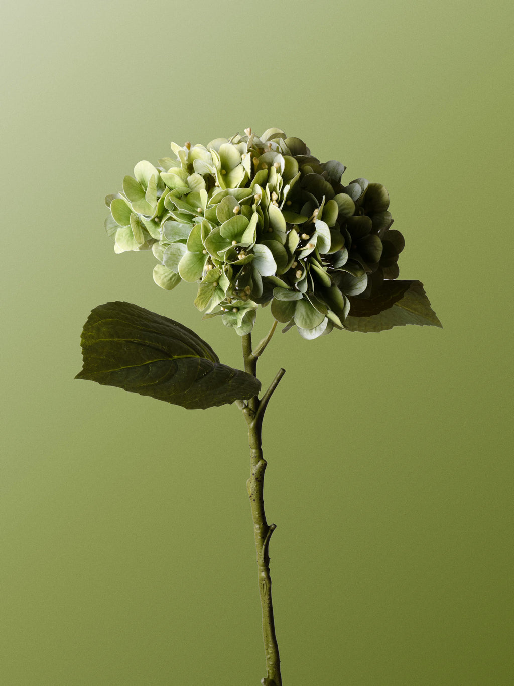 Green hydrangea-DET-portrait