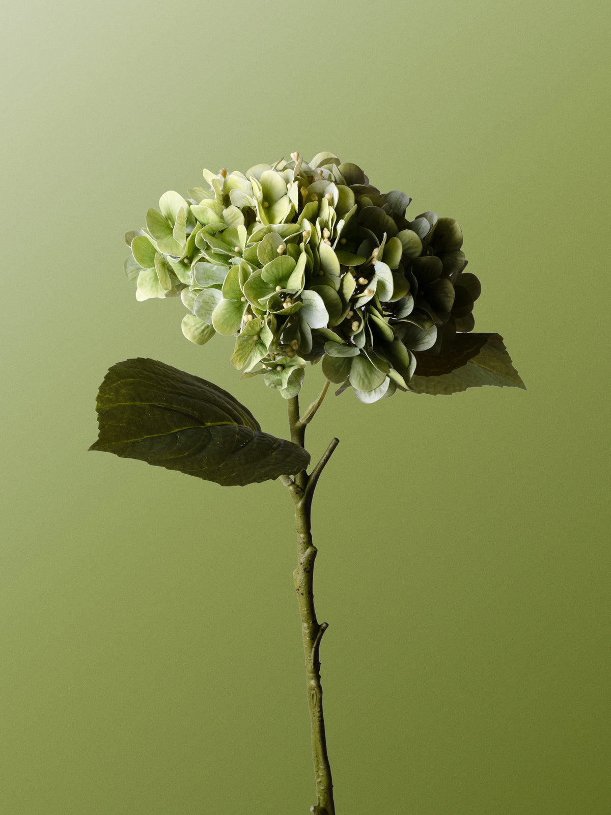 Green hydrangea-DET-portrait