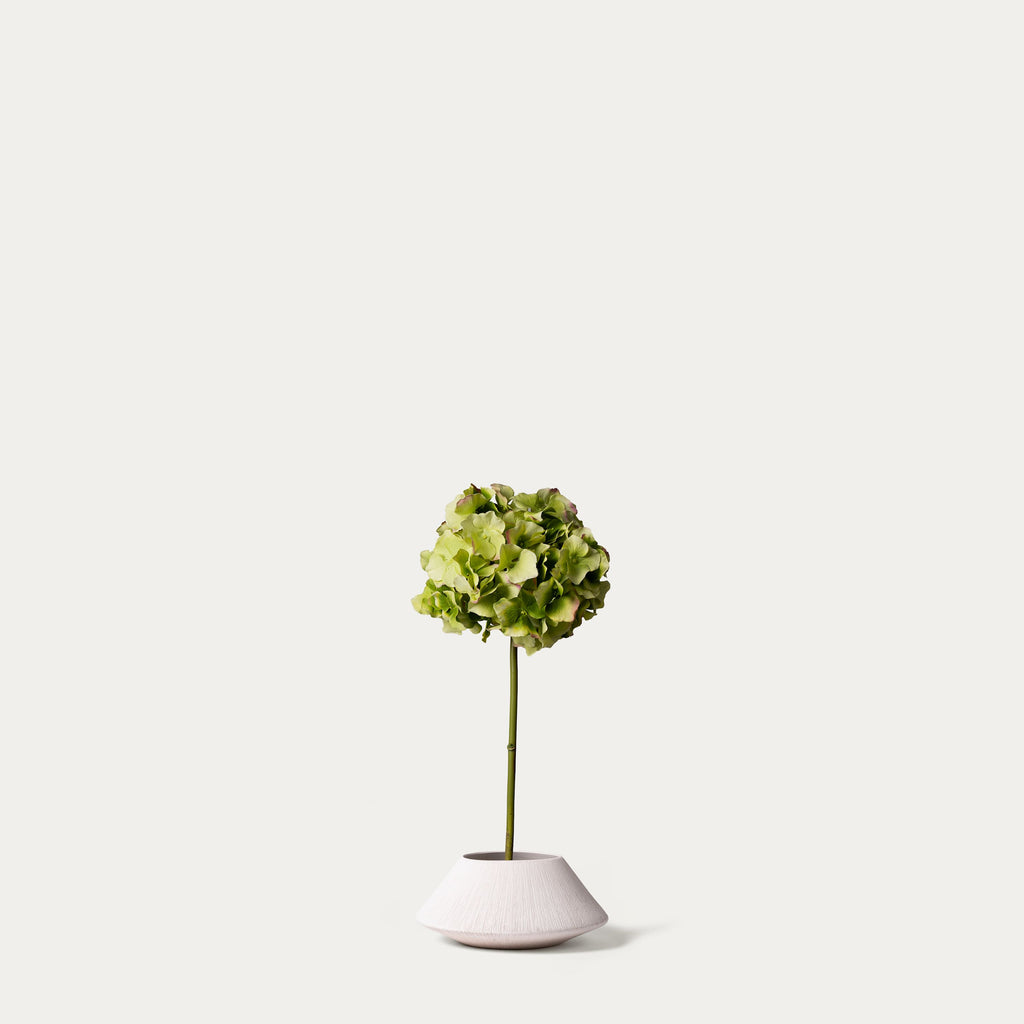 Green hydrangea-FLOW-PDP