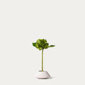 Green hydrangea-FLOW-PDP