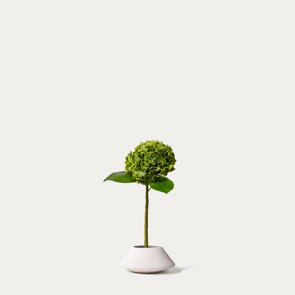 Green hydrangea-FLOW-PDP