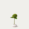 Green hydrangea-FLOW-PDP