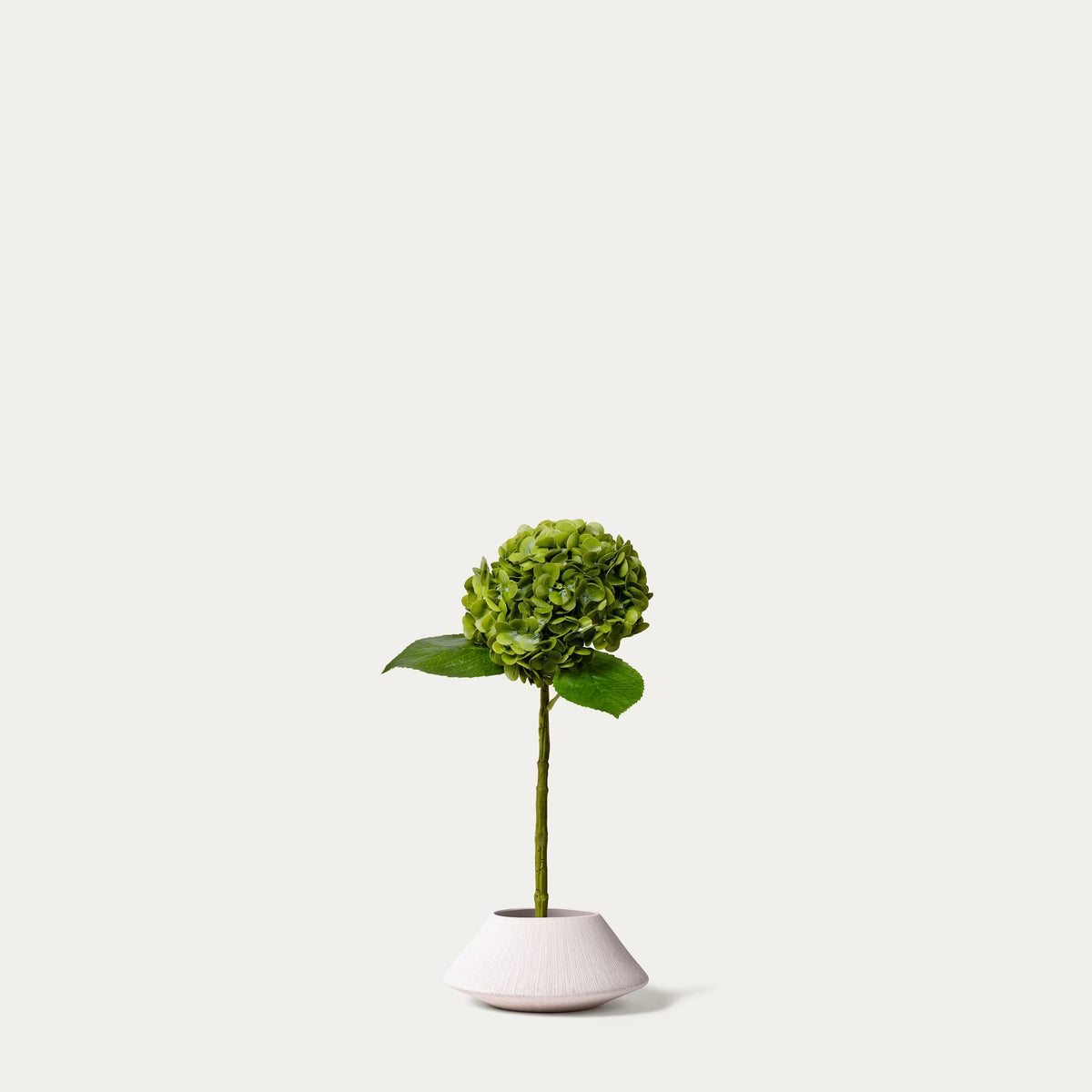 Green hydrangea-FLOW-PDP