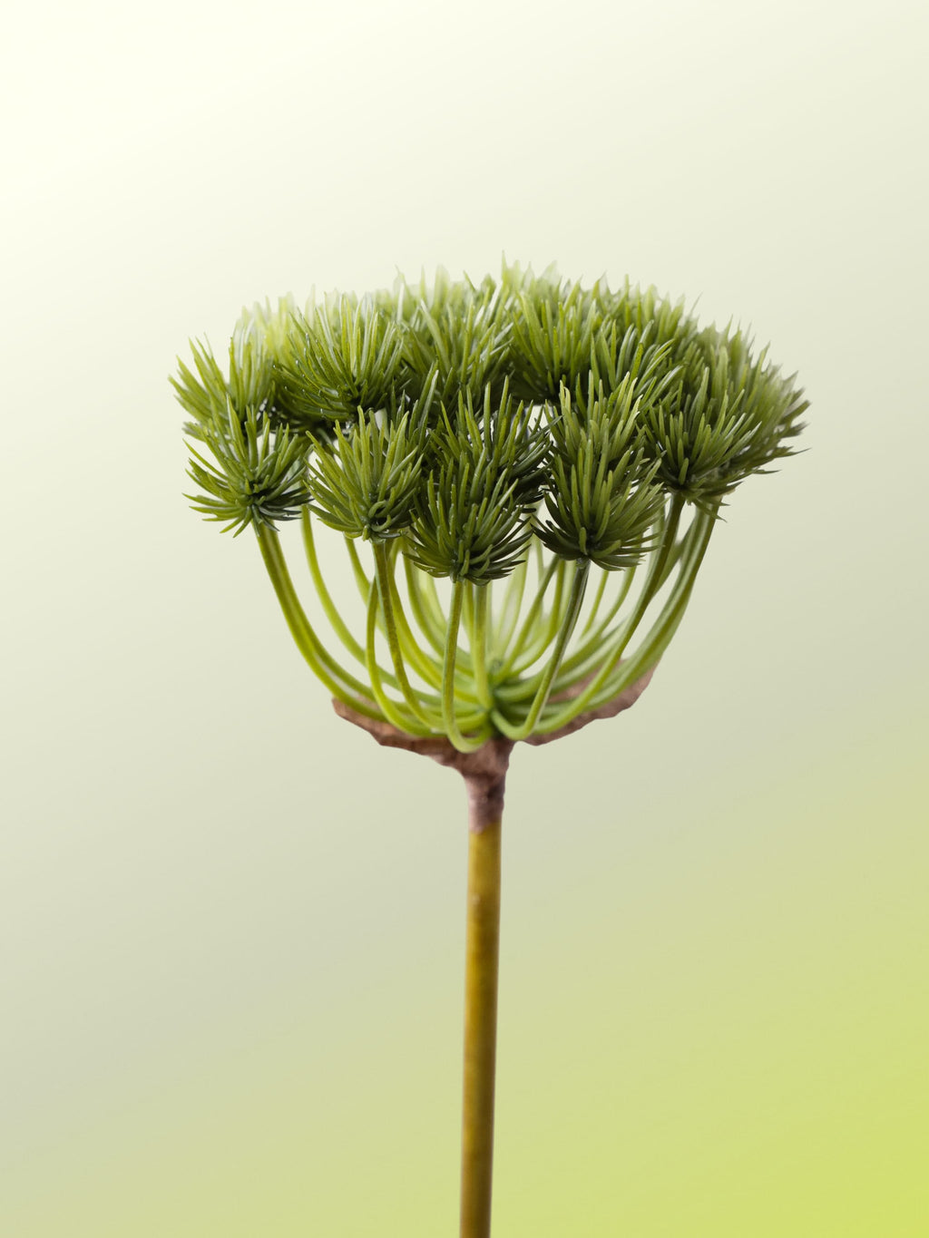 Green pine cone-DET-portrait