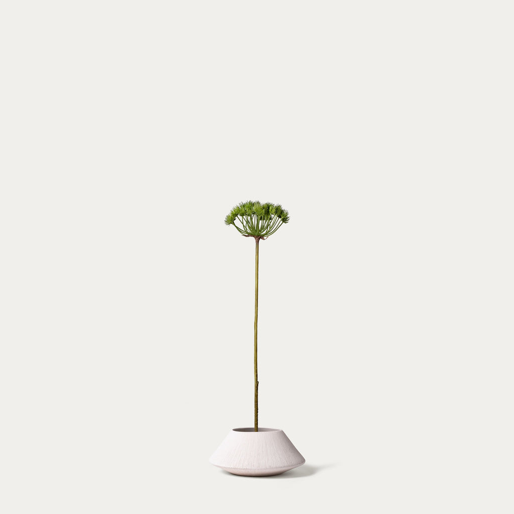 Green pine cone-FLOW-PDP