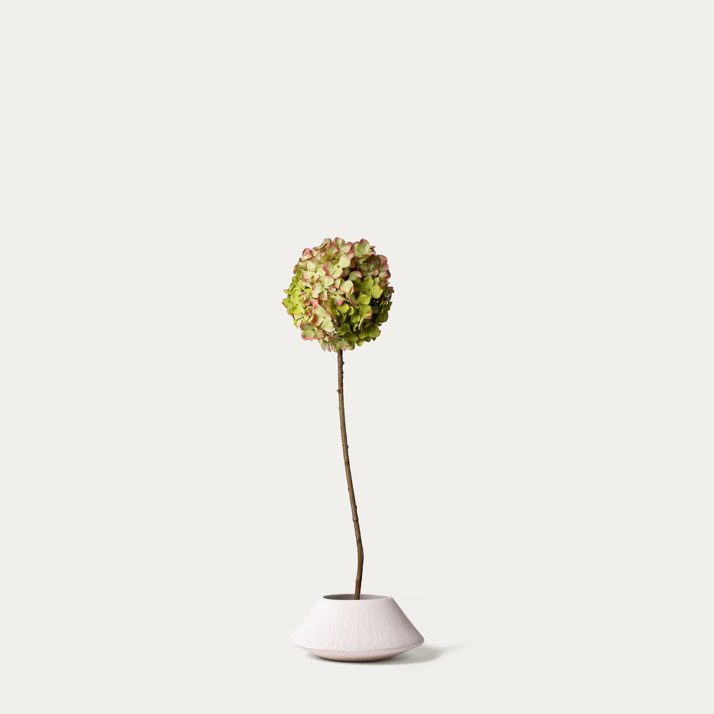 Green pink hydrangea-FLOW-PDP