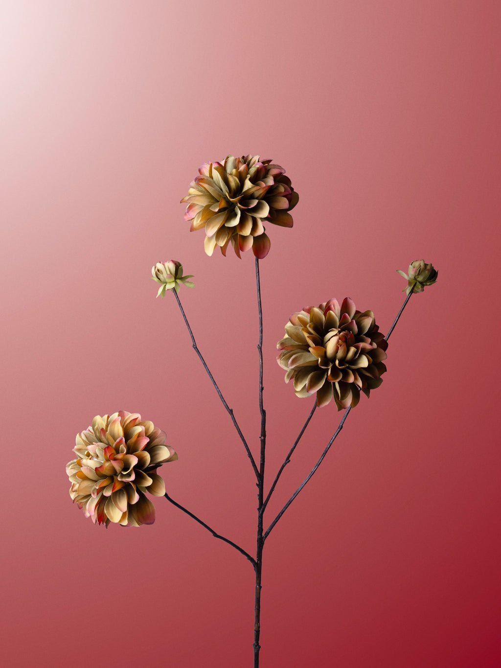 Green_red dahlia-DET-portrait