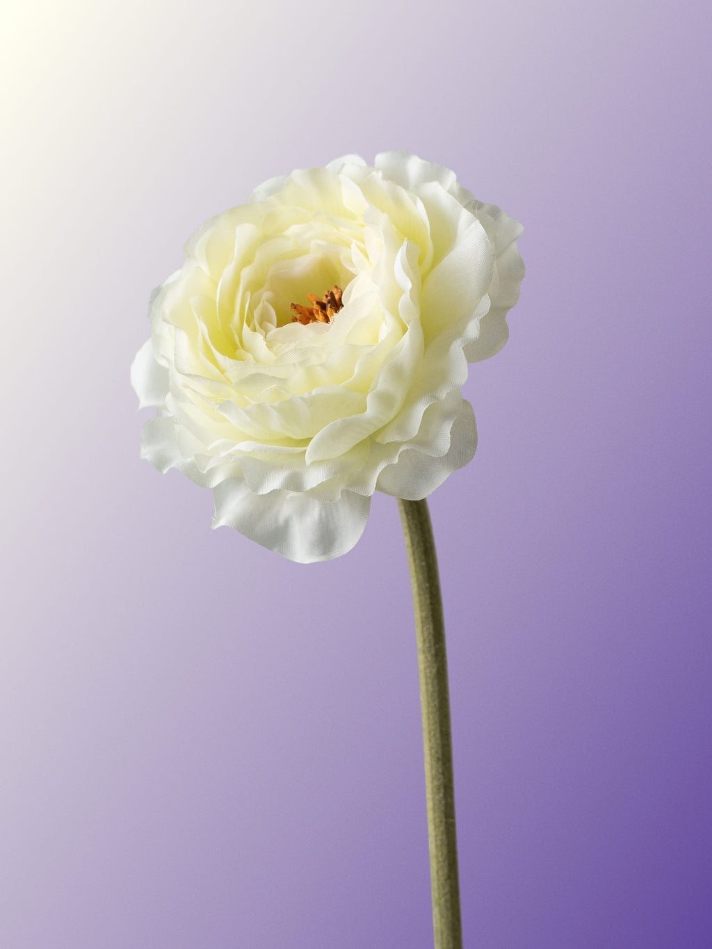 Green tea rose-DET-portrait