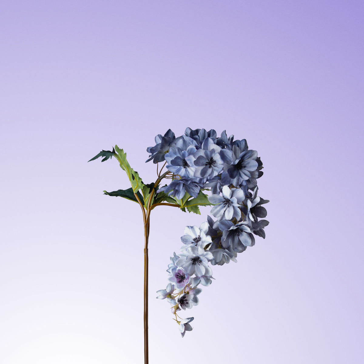 Grey blue delphinium-DET-PDP