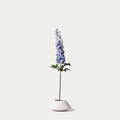 Grey blue delphinium-FLOW-PDP