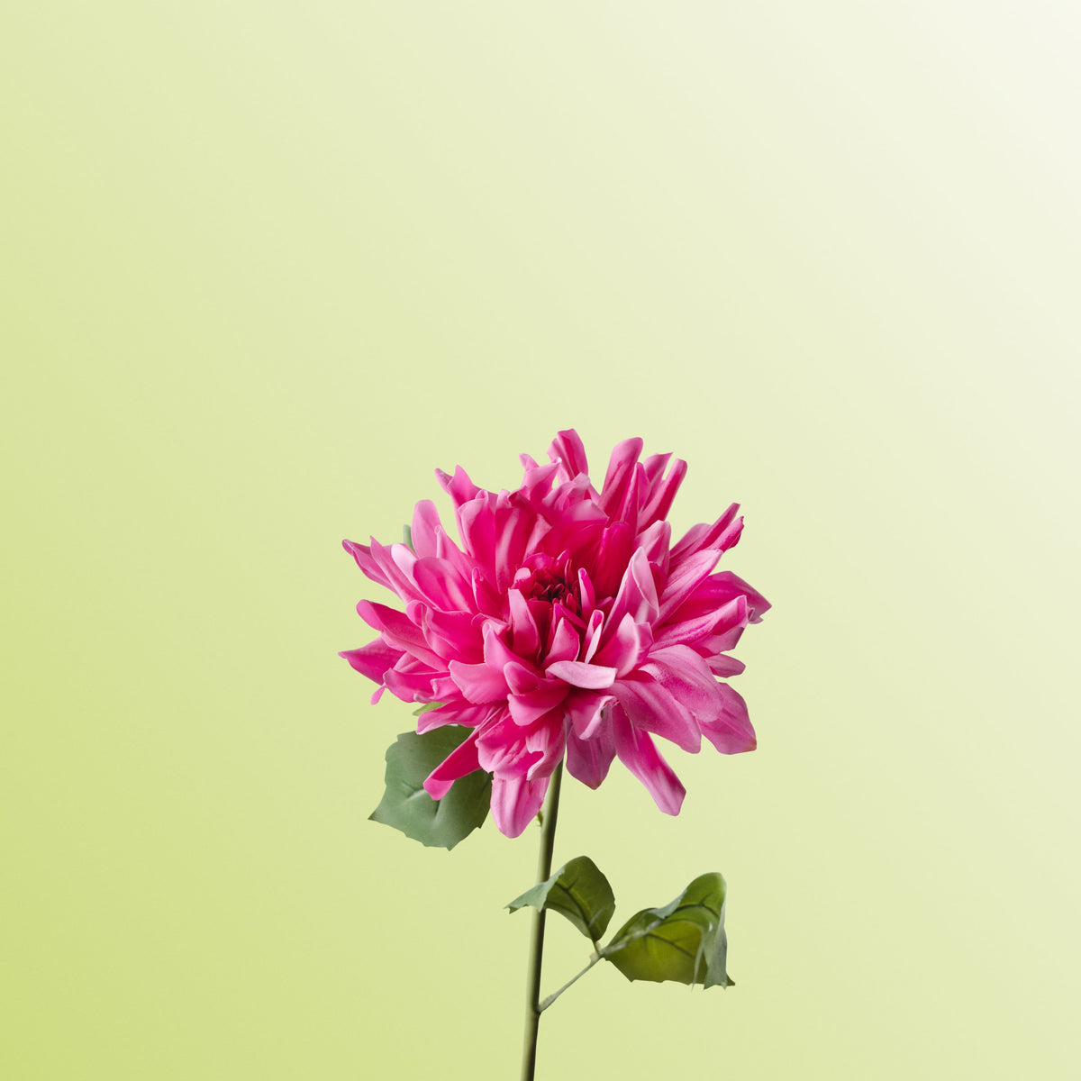 Hot pink cactus dahlia-DET-PDP