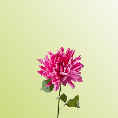 Hot pink cactus dahlia-DET-PDP
