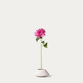 Hot pink cactus dahlia-FLOW-PDP