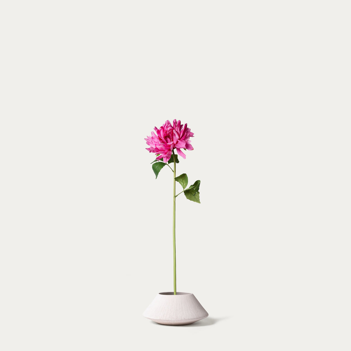 Hot pink cactus dahlia-FLOW-PDP