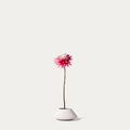 Hot pink dahlia-FLOW-PDP