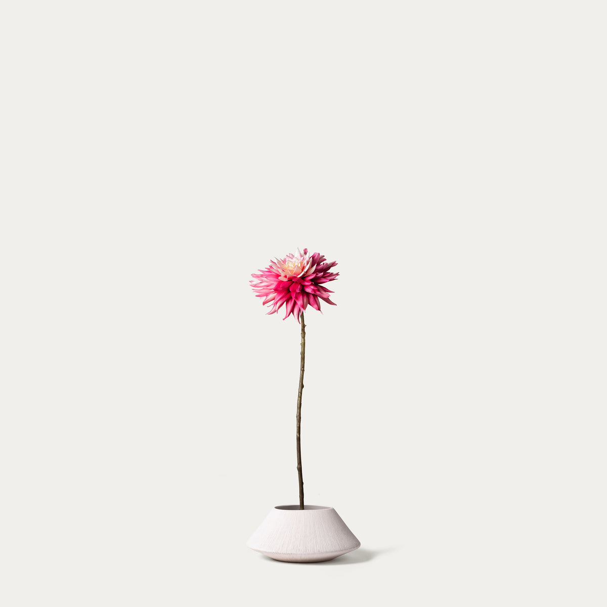 Hot pink dahlia-FLOW-PDP