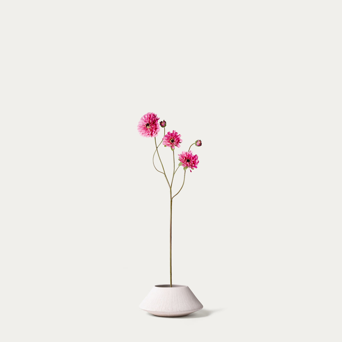 Hot pink dahlia five heads-FLOW-PDP