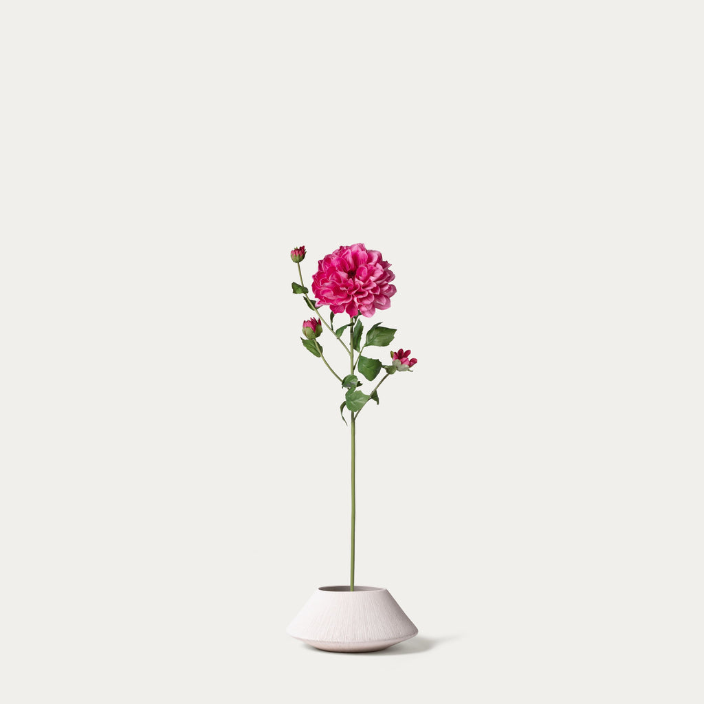 Hot pink dahlia with four heads-FLOW-PDP