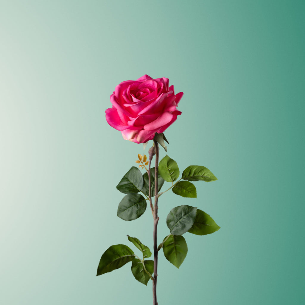 Hot pink rose-DET-PDP