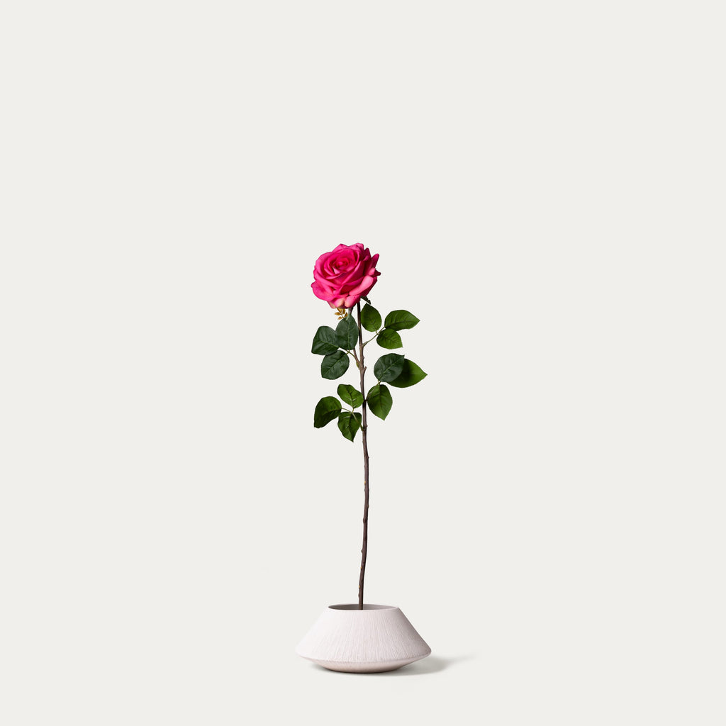 Hot pink rose-FLOW-PDP