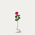 Hot pink rose-FLOW-PDP