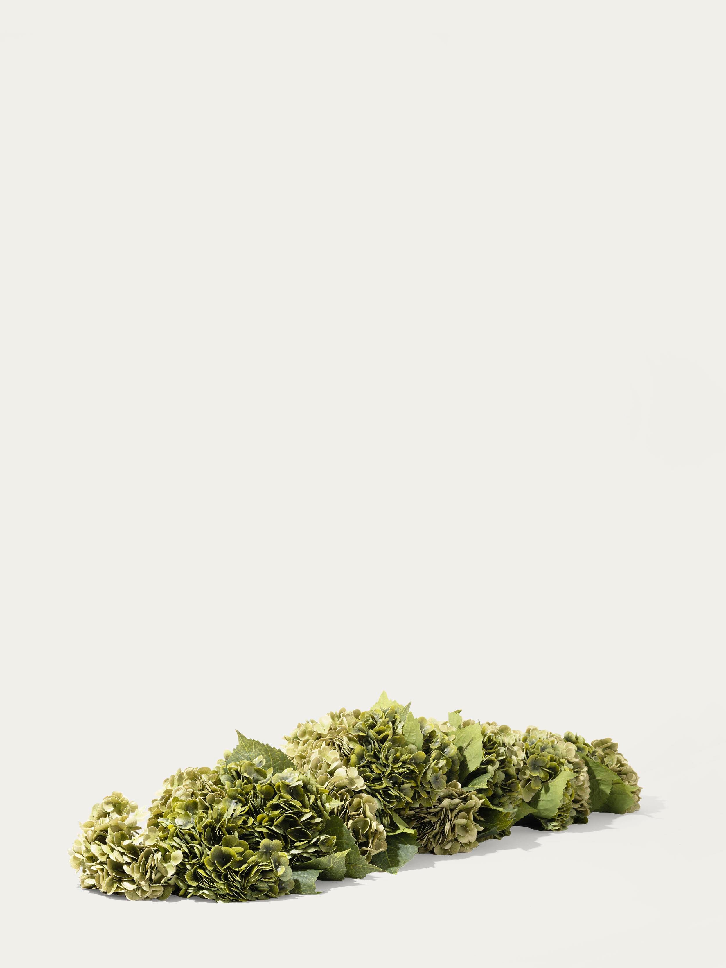 Hydrangea centerpiece