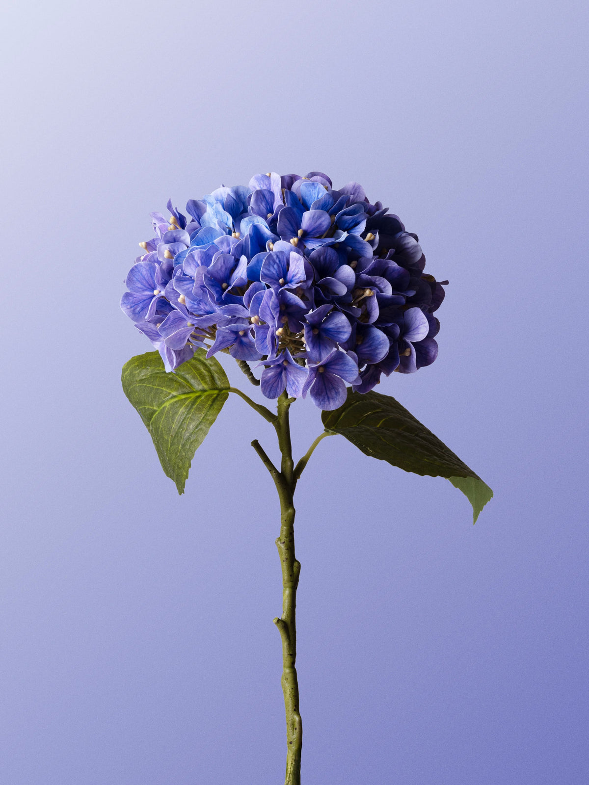 Indigo hydrangea-DET-portrait