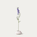 Lavender delphinium-FLOW-PDP