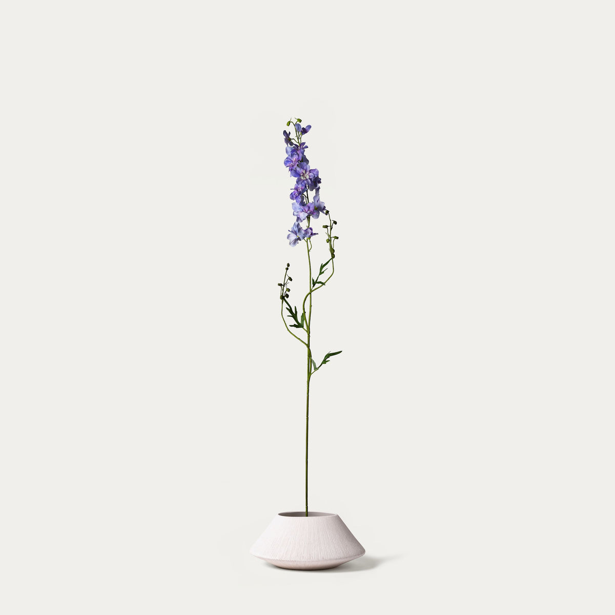 Lavender delphinium-FLOW-PDP