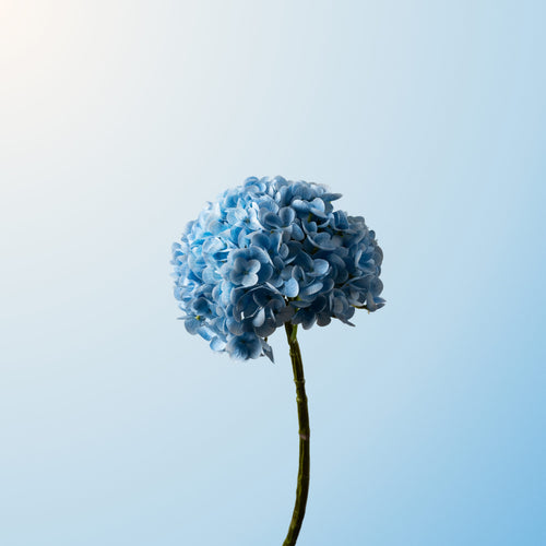 Light blue hydrangea-DET-PDP