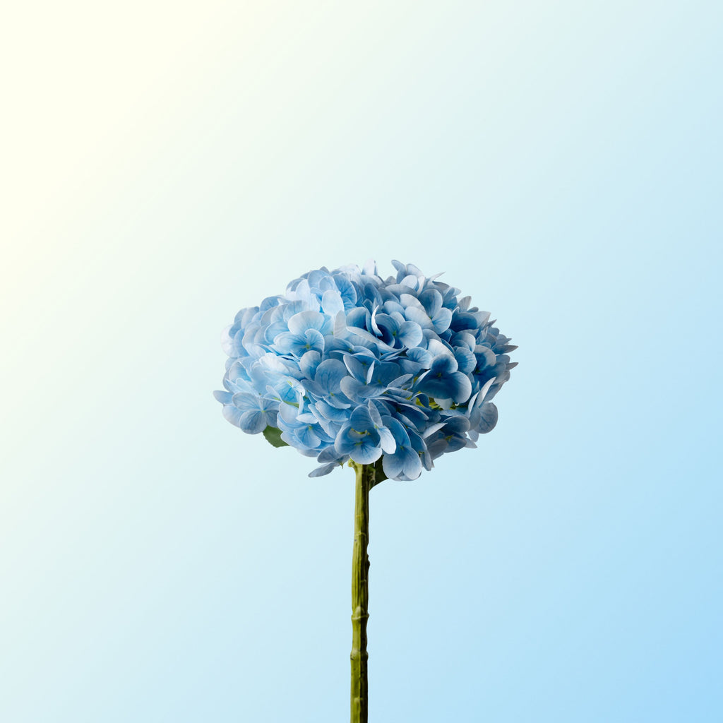 Light blue hydrangea-DET-PDP