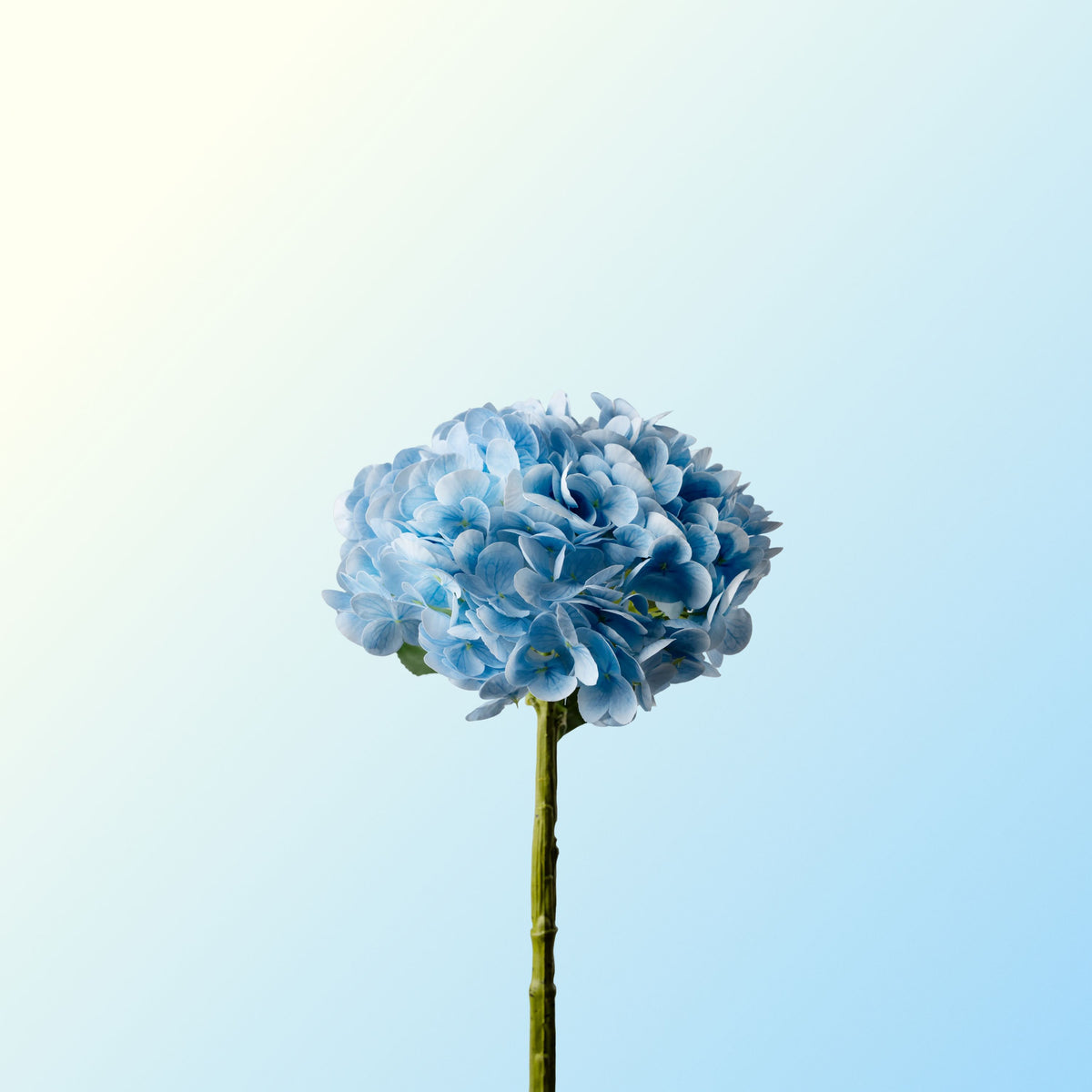 Light blue hydrangea-DET-PDP