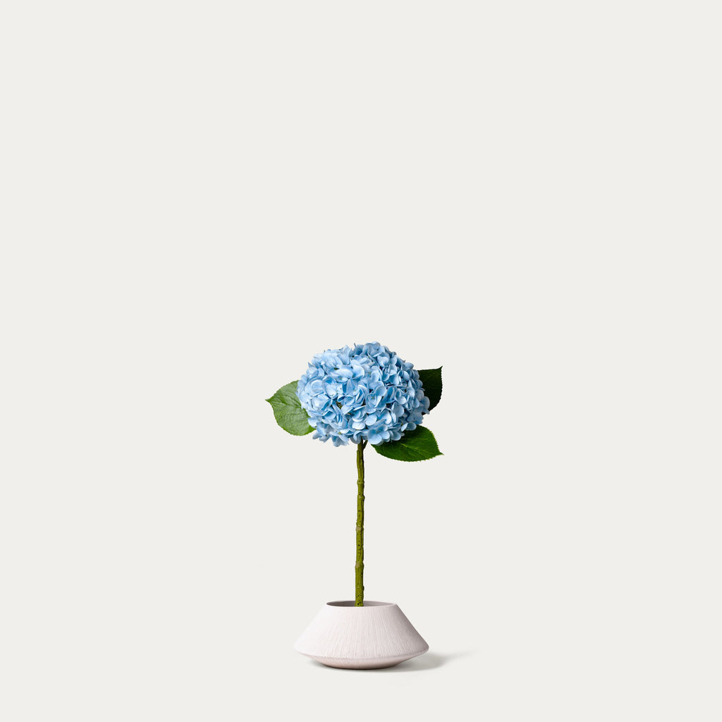 Light blue hydrangea-FLOW-PDP
