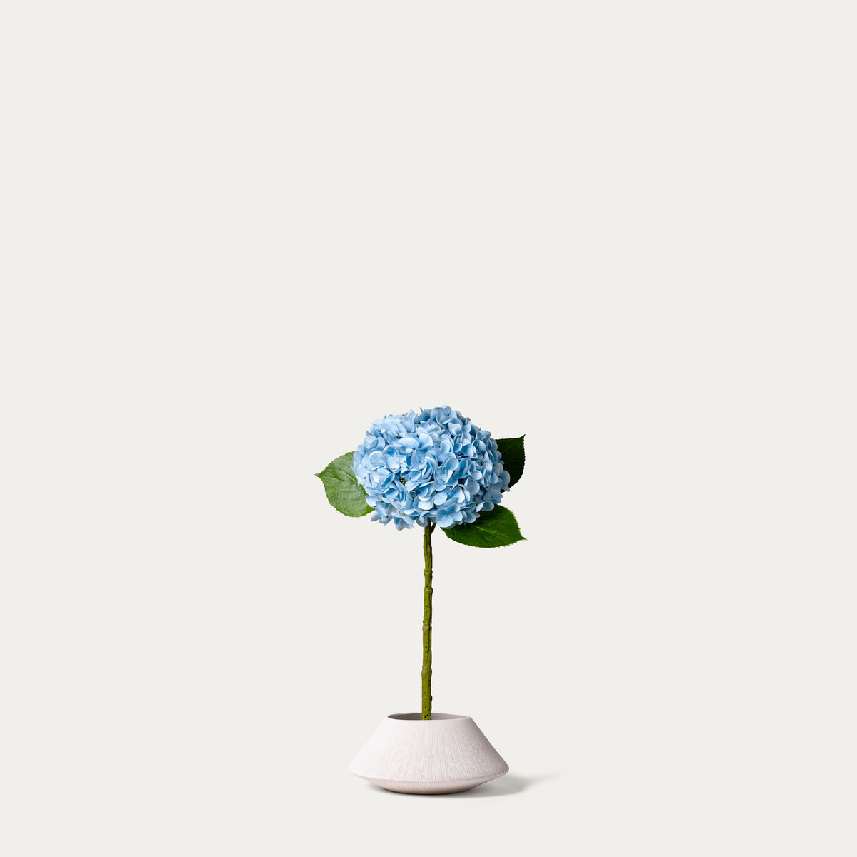 Light blue hydrangea-FLOW-PDP