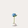 Light blue hydrangea-FLOW-PDP